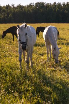 group of chestnut and white horses graze in a paddock