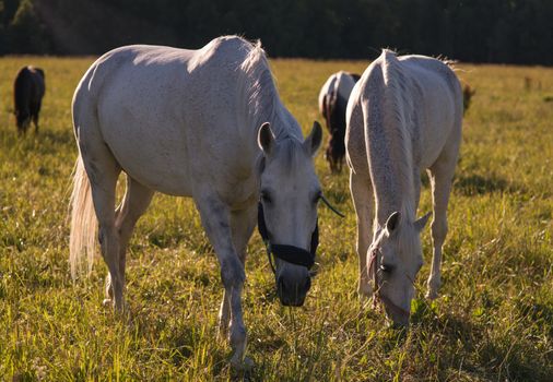 group of chestnut and white horses graze in a paddock