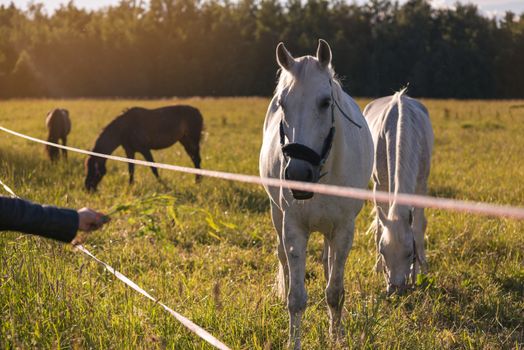 girl feeding couple of white horses graze in a paddock