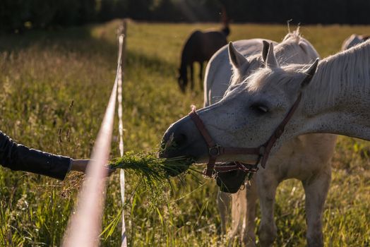 girl feeding couple of white horses graze in a paddock