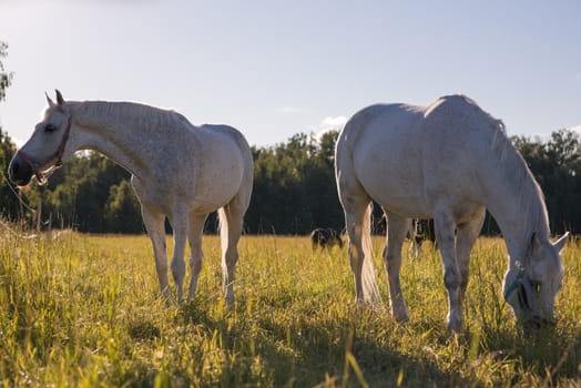 couple of white horses graze in a paddock