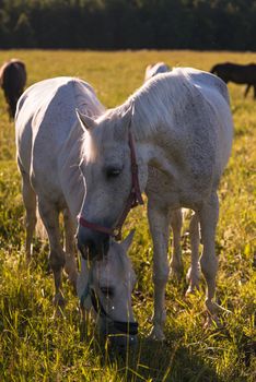 couple of white horses graze in a paddock