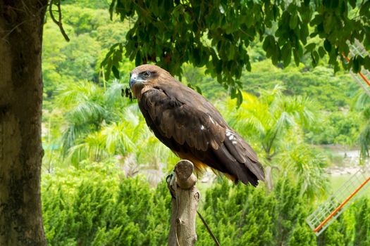 Falcon standing on a tree stump in the forest.