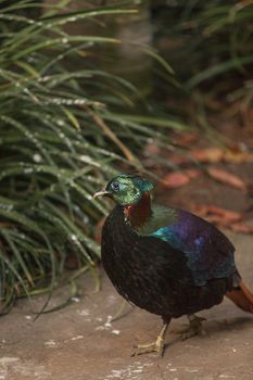 Himalayan Monal, Lophophorus impeyanus, is a colorful bird related to the peafowl and pheasant.