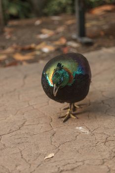 Himalayan Monal, Lophophorus impeyanus, is a colorful bird related to the peafowl and pheasant.