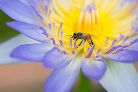 Close up photo of Bee on top of purple lotus flower