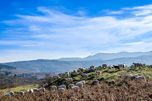 sheep grazing in the high mountains