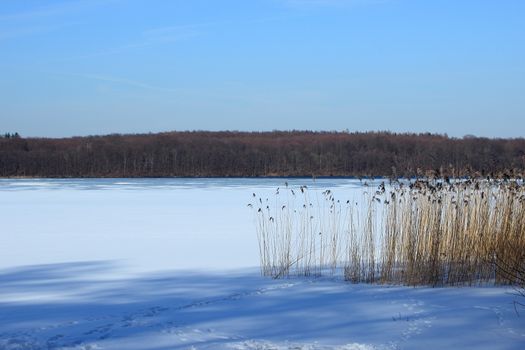 Reed pipes at frozen snowy lake in winter