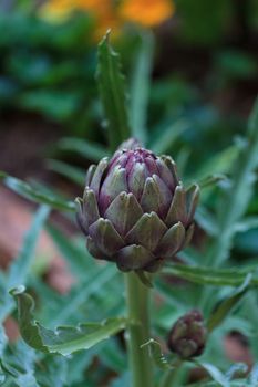 Green and purple artichoke Cynara grows in a garden on a farm in Southern California in summer