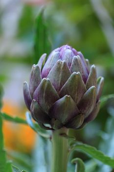 Green and purple artichoke Cynara grows in a garden on a farm in Southern California in summer