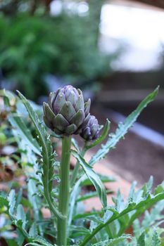 Green and purple artichoke Cynara grows in a garden on a farm in Southern California in summer