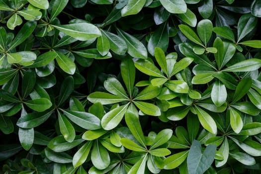 Close up detailed view of green small leaves as texture.