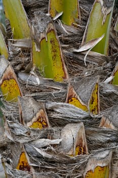 Close up detailed view of dry palm tree root.