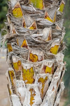 Close up detailed view of dry palm tree root.