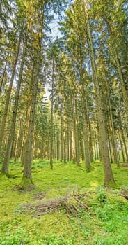Forest trees, nature - green wood sunlight backgrounds