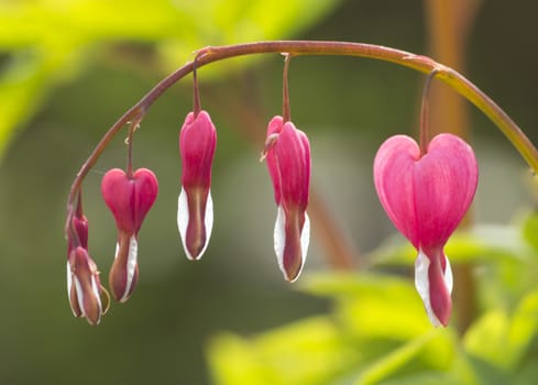 Pink Heart Plant