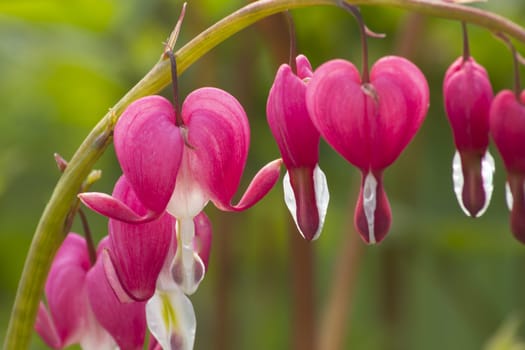 Pink Heart Plant