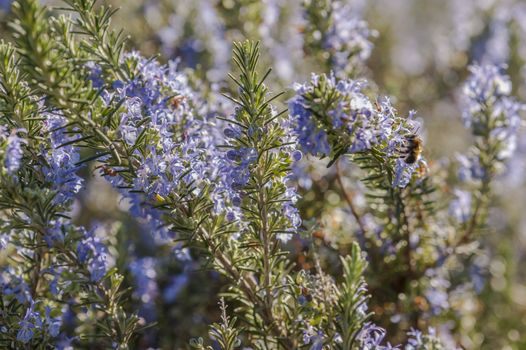 Rosemary plant closeup with blue flowers in full bloom.