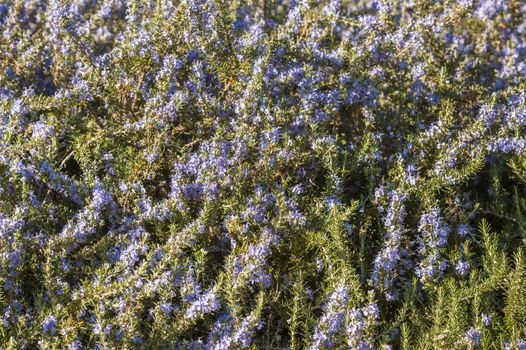 Rosemary plant closeup with blue flowers in full bloom.