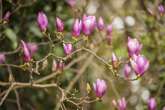 Pink magnolia flowers in full Spring bloom