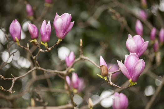 Pink magnolia flowers in full Spring bloom