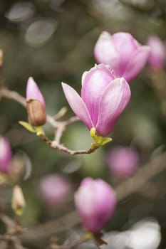 Pink magnolia flowers in full Spring bloom