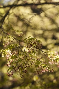 Maple tree with yellow green leaves and Spring red flowers, Acer palmatum