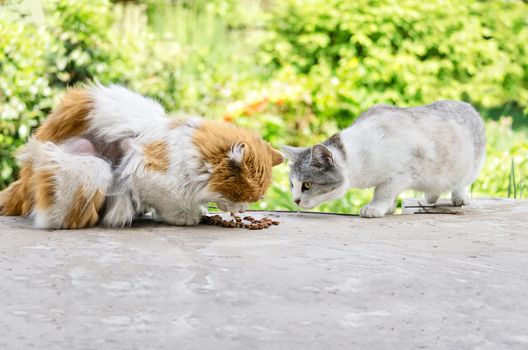 Stray cats eat cat food. Shedding cat, and a pregnant cat outdoors.