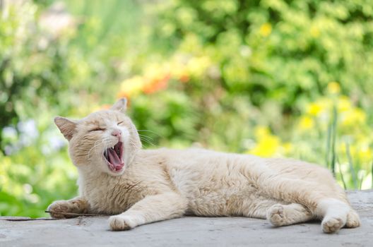 The old cat lies on a cement slab and yawns, bright spring background, bokeh