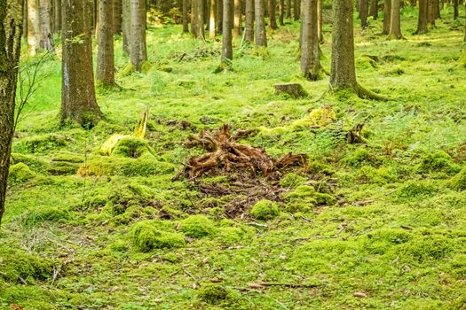 Green forest floor - moss with root