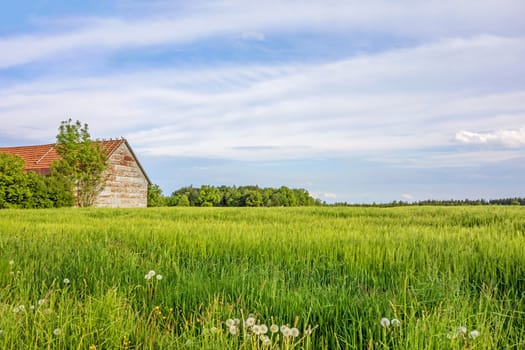 Rural green landscape with corn field and old barn, blue sky