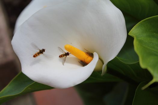 Nice macro photos of beautiful bright insects. Only in NATURAL environment.