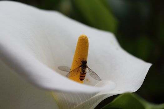 Nice macro photos of beautiful bright insects. Only in NATURAL environment.