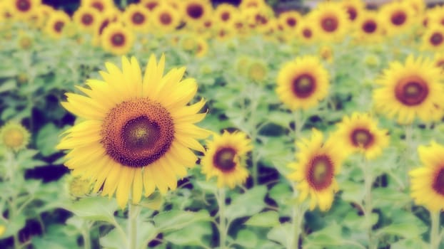 Vintage style many yellow flower blur and soft background of the Sunflower or Helianthus Annuus blooming in the field, Thailand, 16:9 wide screen