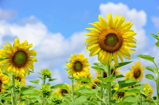 Many yellow flower of the Sunflower or Helianthus Annuus blooming in the field on blue sky and cloud background