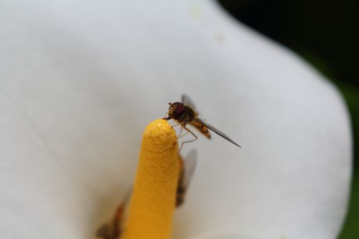 Nice macro photos of beautiful bright insects. Only in NATURAL environment.