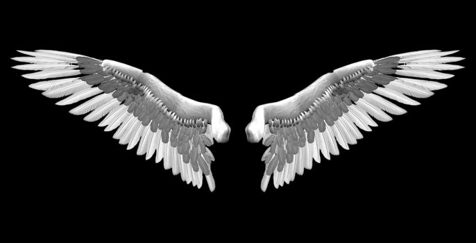 white wings - 3D isolated illustration over black background