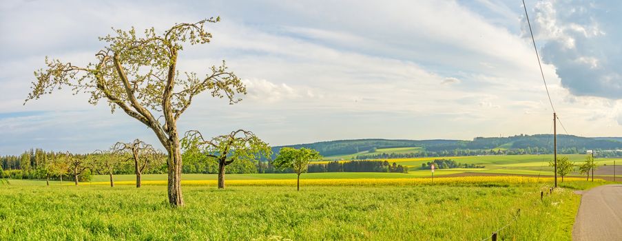 green meadow with fruit trees panorama, canola field in the background, road on the right