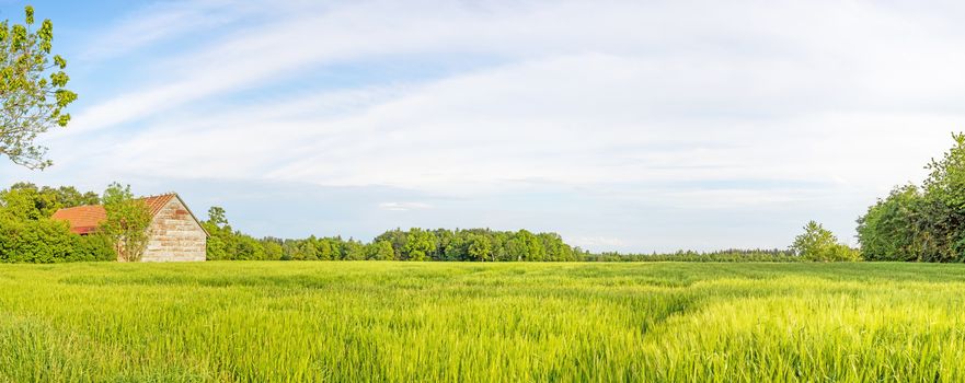 Rural green landscape panorama with wheat field and old barn, blue sky