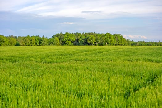 green wheat field and cloudy sky