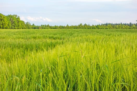 green wheat field and cloudy sky