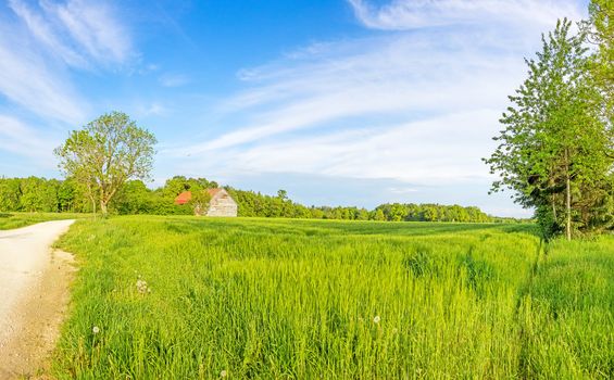 Rural green landscape panorama with wheat field and old barn, road / cart track on the left