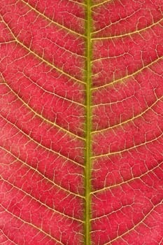 abstract background or texture blood red tree leaf