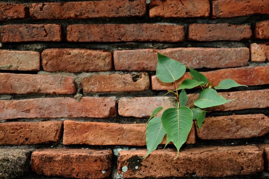 The Bodhi tree and the Old brick wall background.