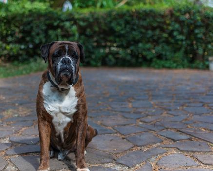 German boxer dog in a garden in a sunny day