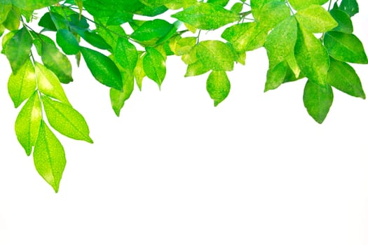 Green leaves on white background 
