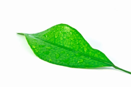 Green leaves on white background 