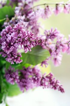 Closeup of purple lilac twig against green leaves background