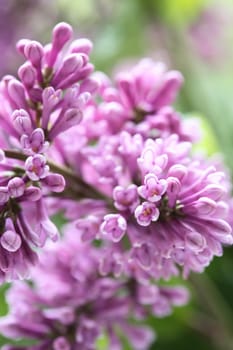 Extreme closeup of purple lilac twig against green leaves background