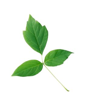 Beautiful branch with green leaves isolated on white background. Clipping path is included